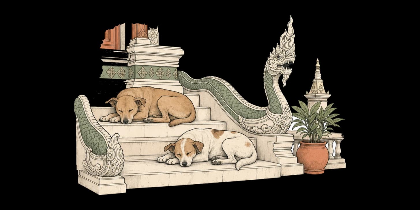 I cani randagi di Chiang Mai: come convivere con gentilezza e sicurezza
